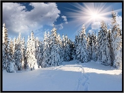 Śniegiem, Drzewa, Promienie Słońca, Pokryte